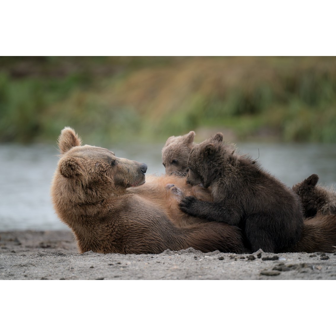 野口 純一 作品展　TRIBUTE